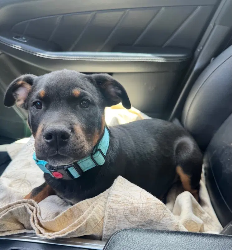 Max - Rottweiler