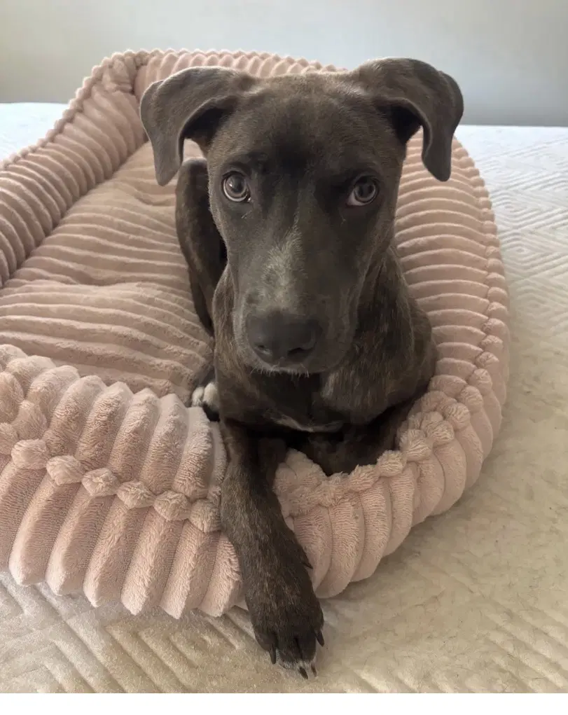 Benita - Weimaraner
