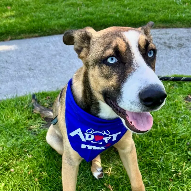 Milo - Husky
