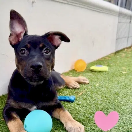 Avalon - German Shepherd Dog