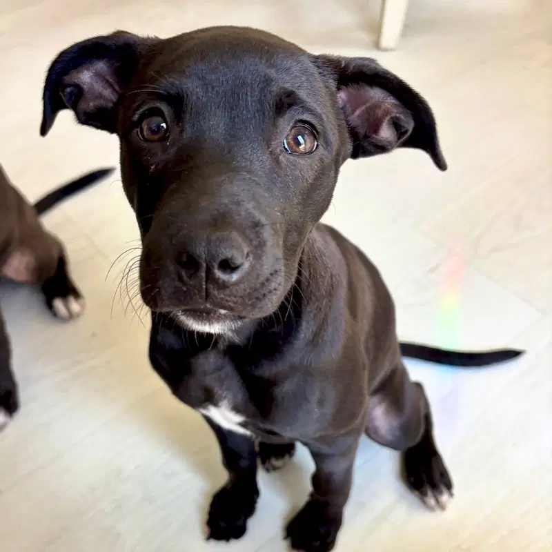 Janet - Lab-Stafie mix