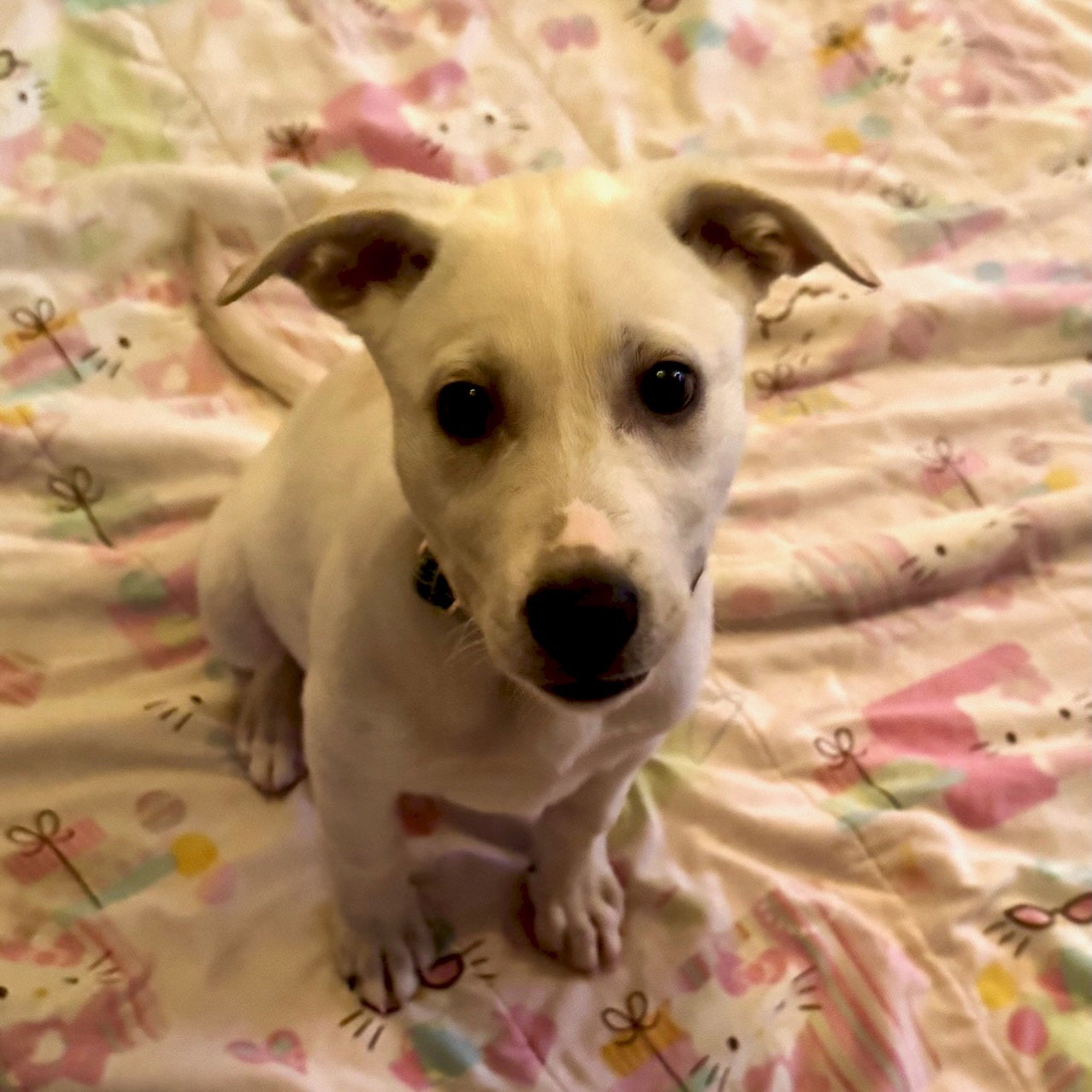 Daisy, photo 7
