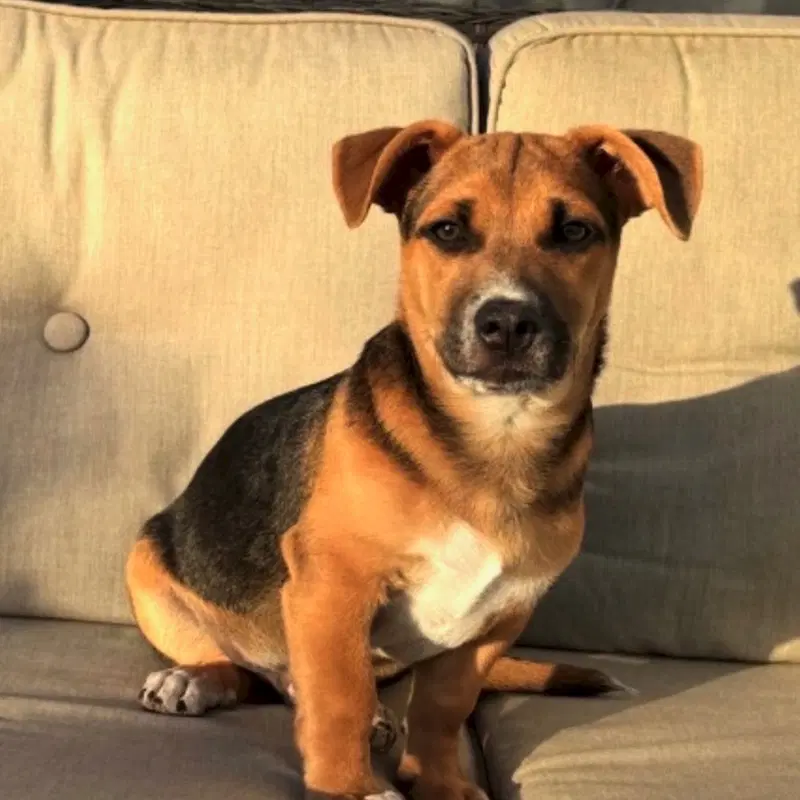 Toby image 3