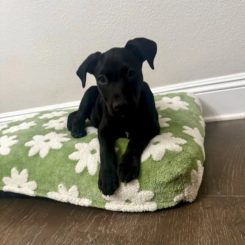 Viviane - Labrador Retriever