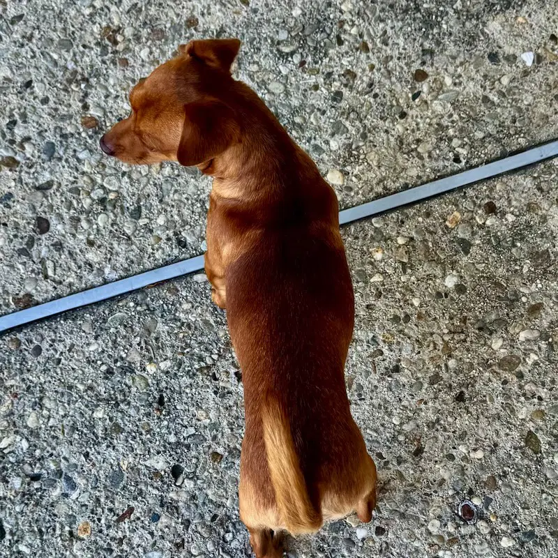 Milo image 2