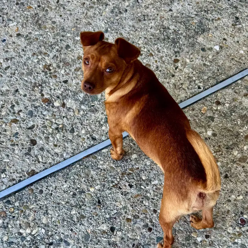 Milo image 3