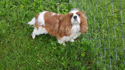 Izzy - ADOPTION PENDING