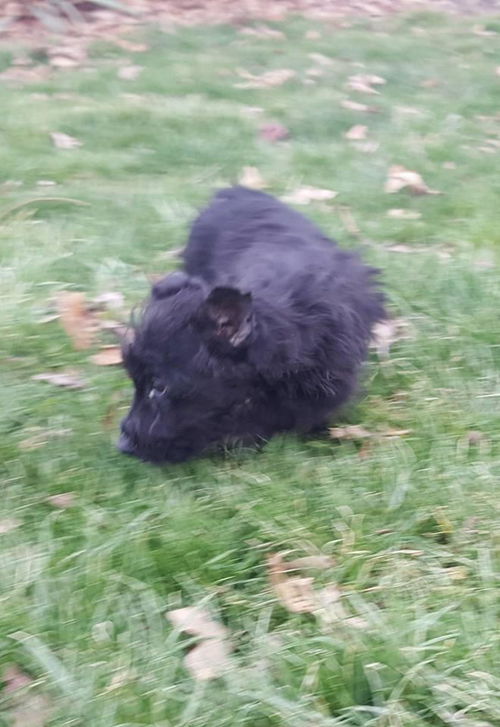 SCOTTIE - ADOPTION PENDING