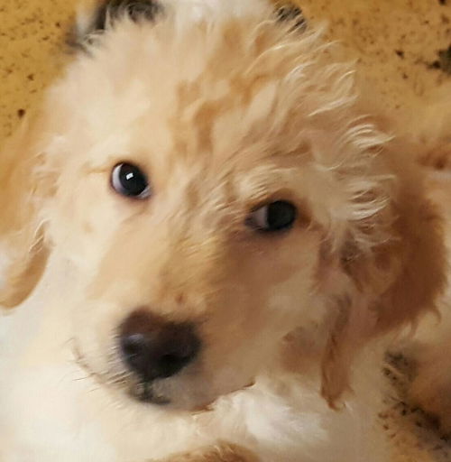 Doodles - ADOPTION PENDING