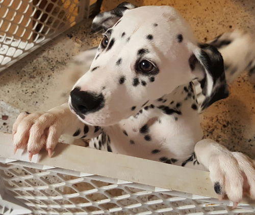 PONGO - ADOPTION PENDING