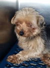 FEMALE YORKIE - PRISSY