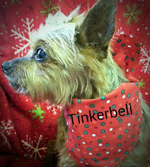 TINKERBELL