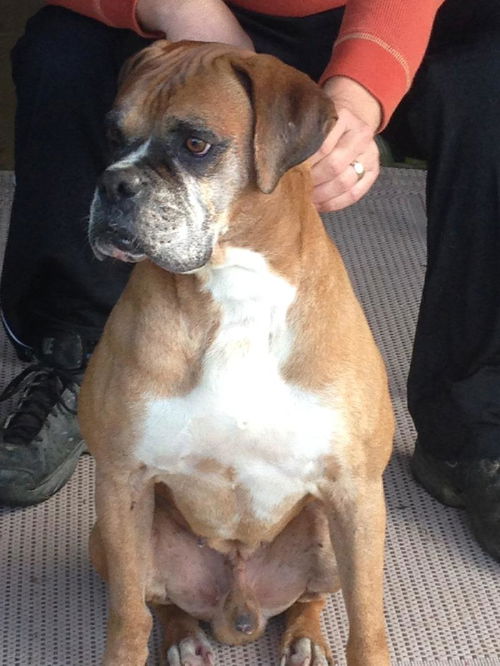 Boxer was abandoned ( please save me)