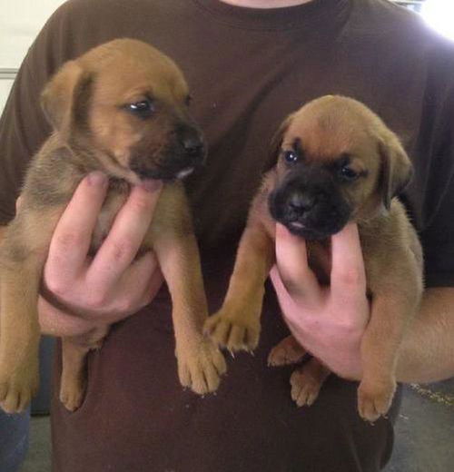 BOXER MIX PUPPIES - ADOPTIONS PENDING