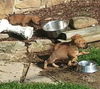 BOXER MIX PUPPIES - ADOPTIONS PENDING