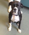 Riley - Pending Adoption