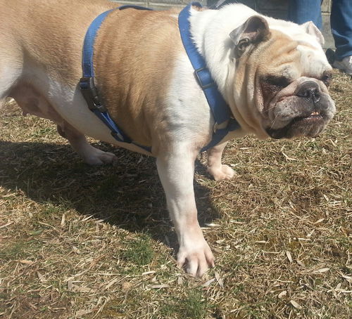 BIZZY - Adoption Pending