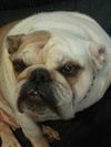 BIZZY - Adoption Pending