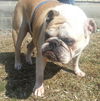 BIZZY - Adoption Pending