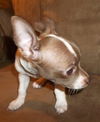 SNICKERDOODLE - PENDING ADOPTION