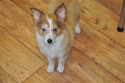 LACEY< pending adoption>