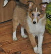 HARRY - PENDING ADOPTION