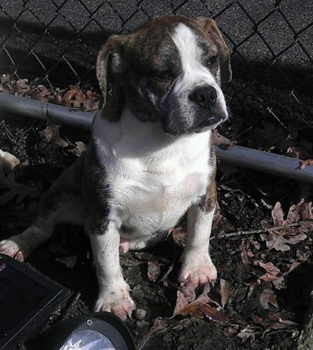 MAVERICK - Adoption Pending