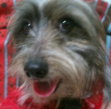 Sprocket the Snorkie - Adoption Pending