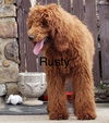 Rusty and Bubbles  adoption pending