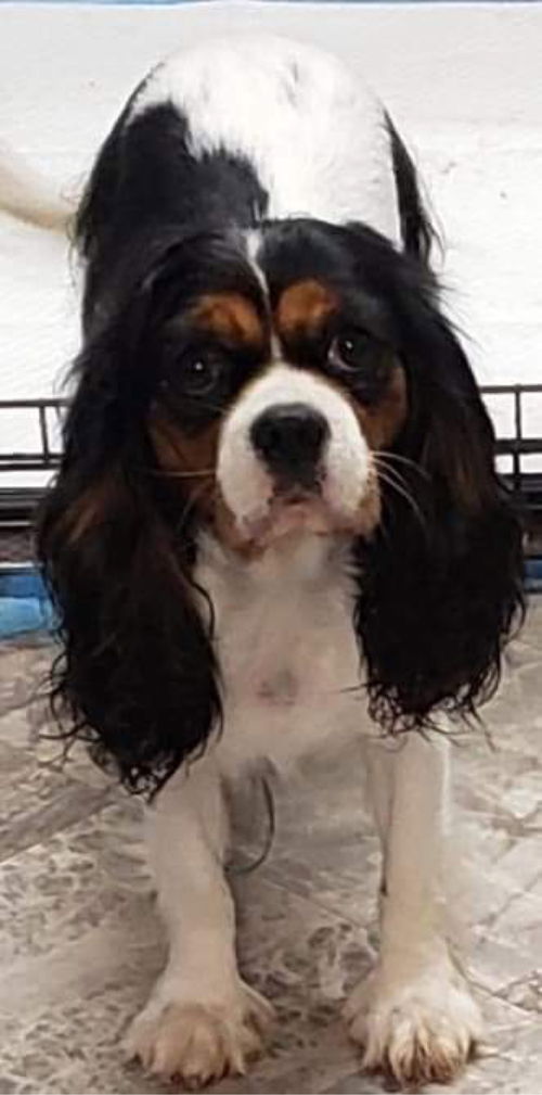 Tri color Cavalier. Adoption pending