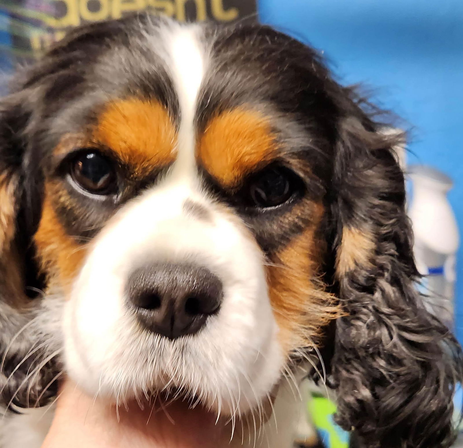 Dog for Adoption - Faye, a Cavalier King Charles Spaniel in Terra Alta ...