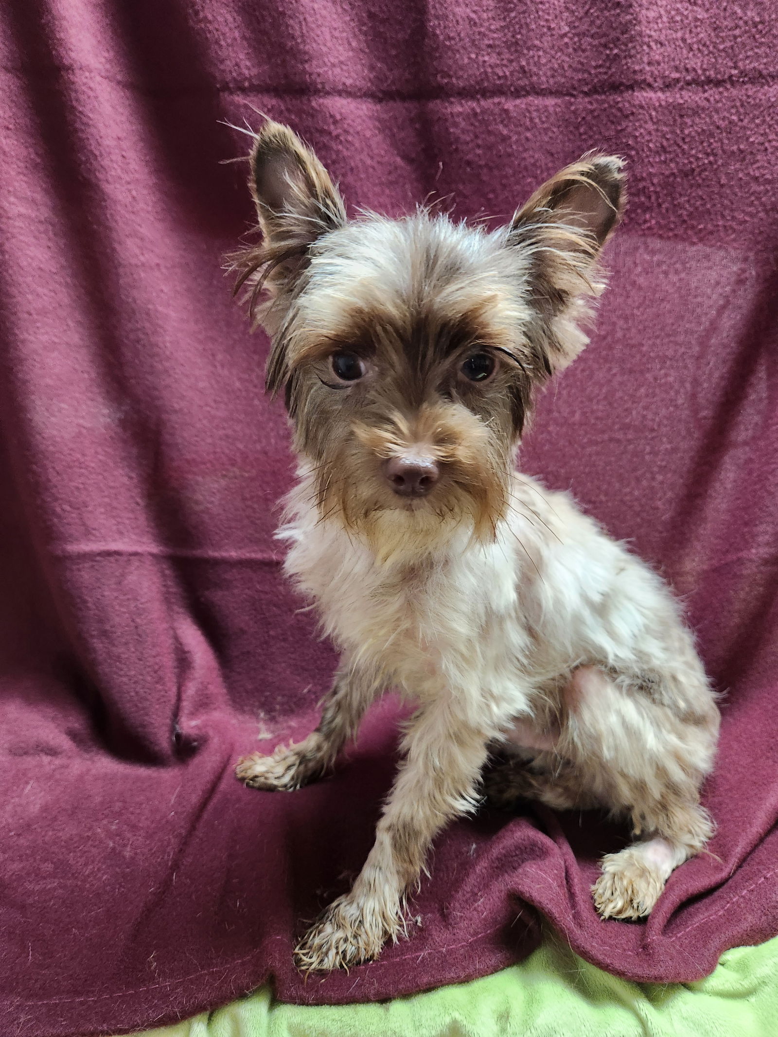 adoptable Dog in Smithfield, PA named Frankie