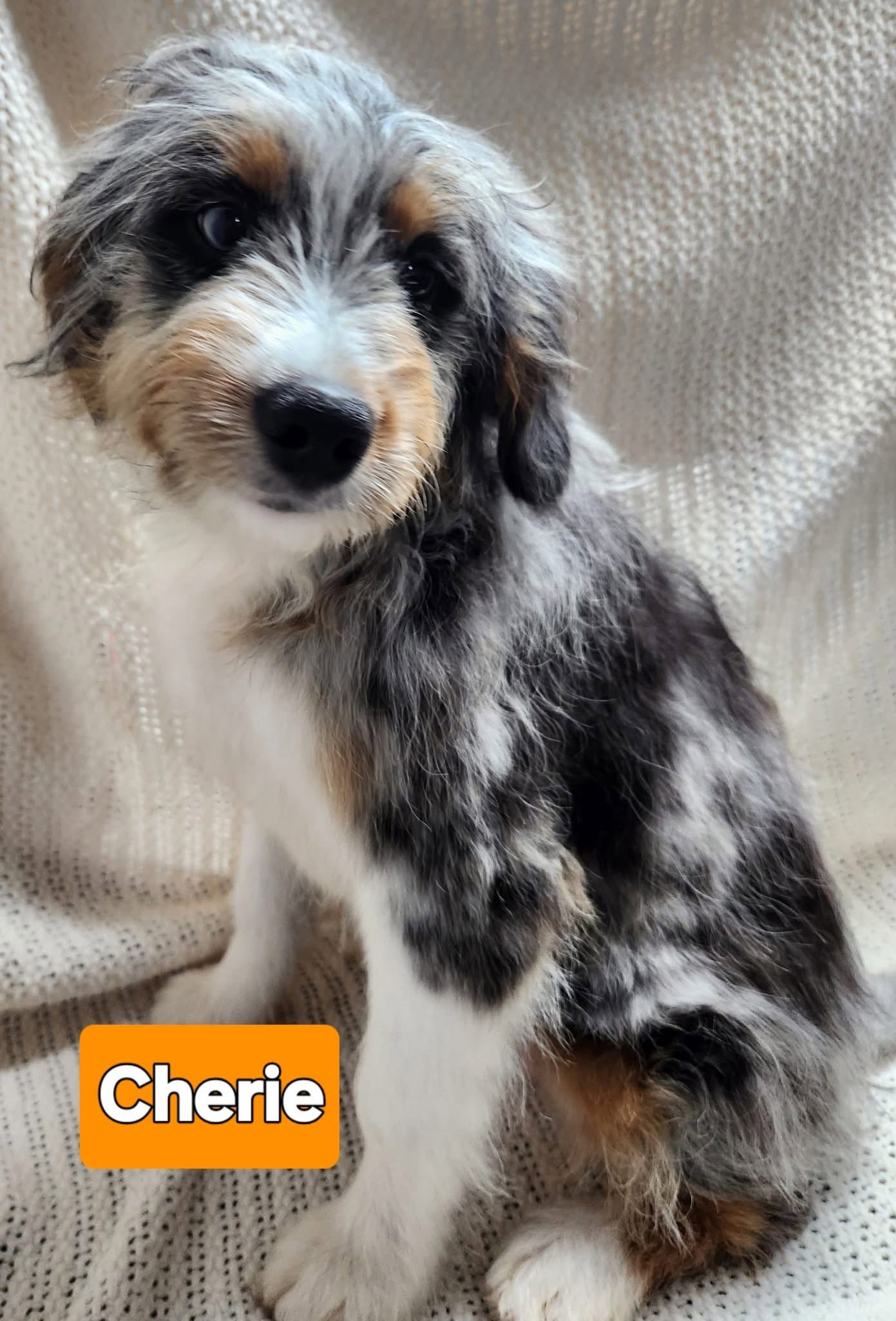 Essential Dog Adoption Contract Bernese Mountain Dog Rescue Guide 2025