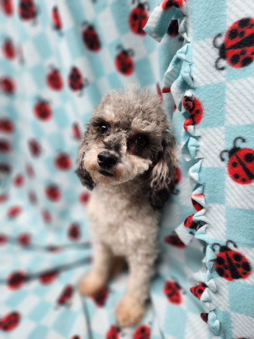 Daisy