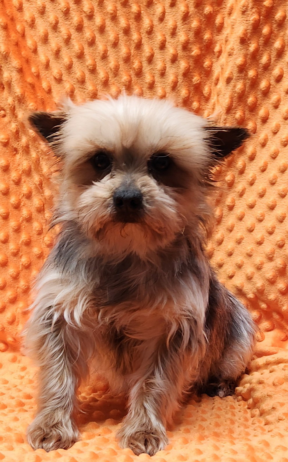Teddy