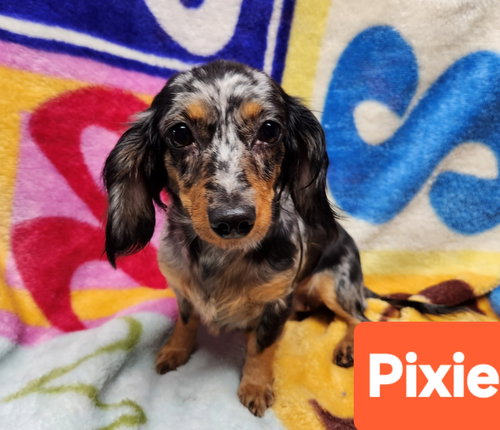 Pixie, an adoptable Dachshund in Smithfield, PA