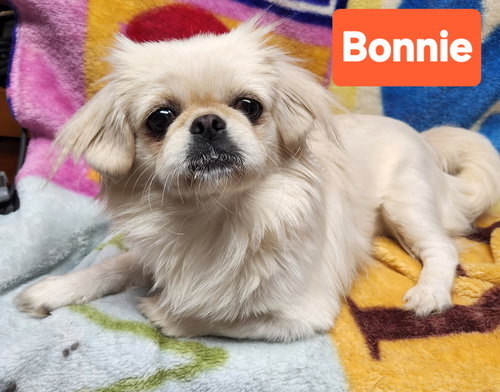 Bonnie and Clyde, an adoptable Pekingese in Smithfield, PA