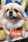 Clyde