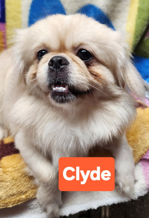 Clyde, an adoptable Pekingese in Smithfield, PA