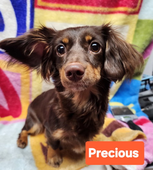 Precious, an adoptable Dachshund in Smithfield, PA