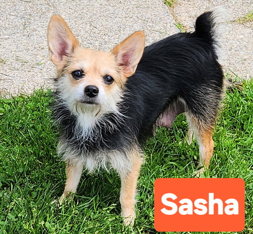 Sasha, an adoptable Chihuahua in Smithfield, PA