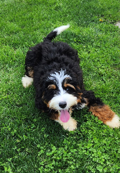 Mini bernedoodle puppies