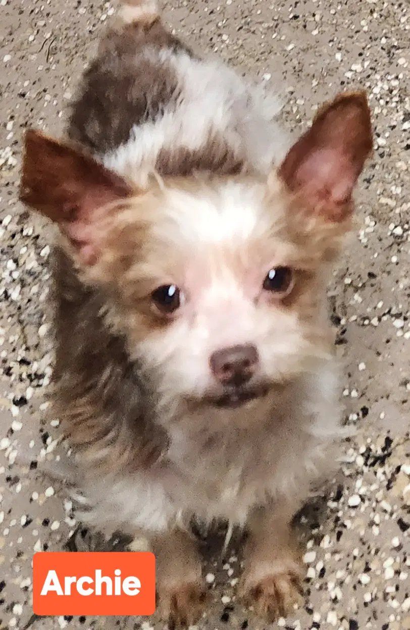 Archie - Biewer