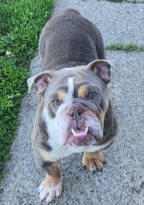 Maybel