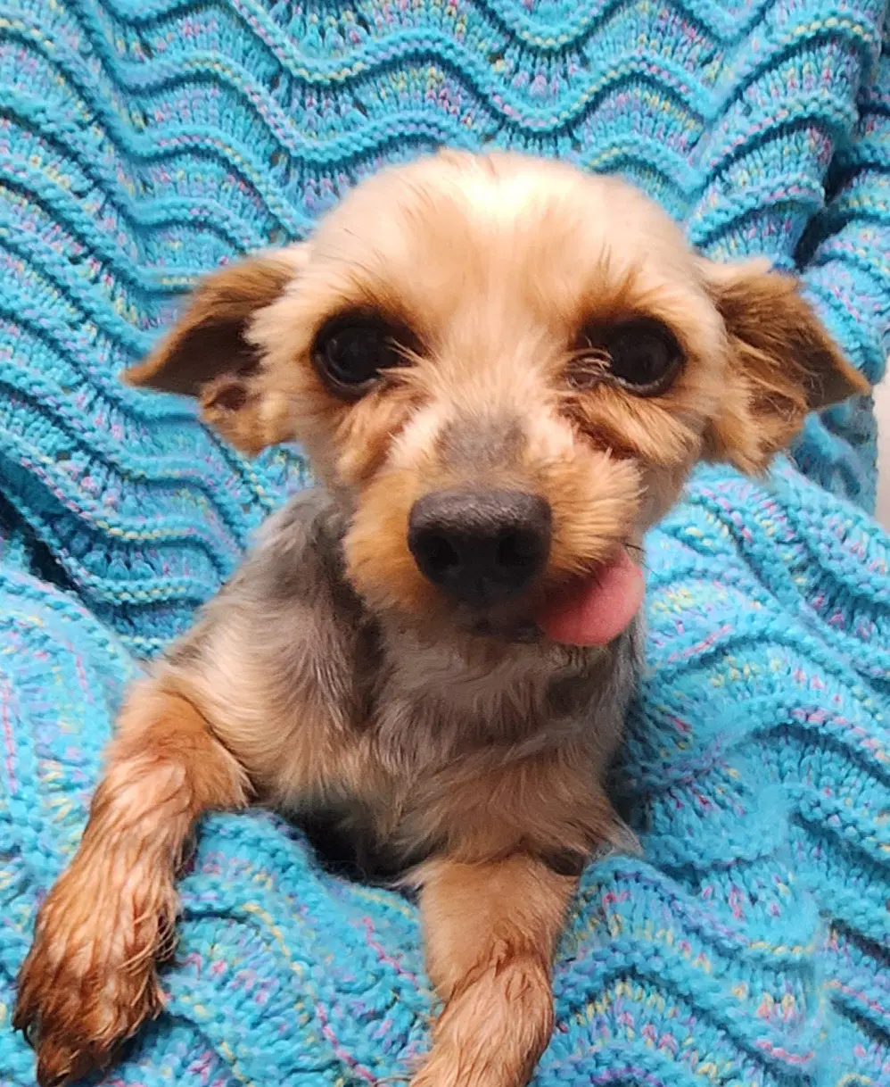 Harper - Yorkshire Terrier Yorkie