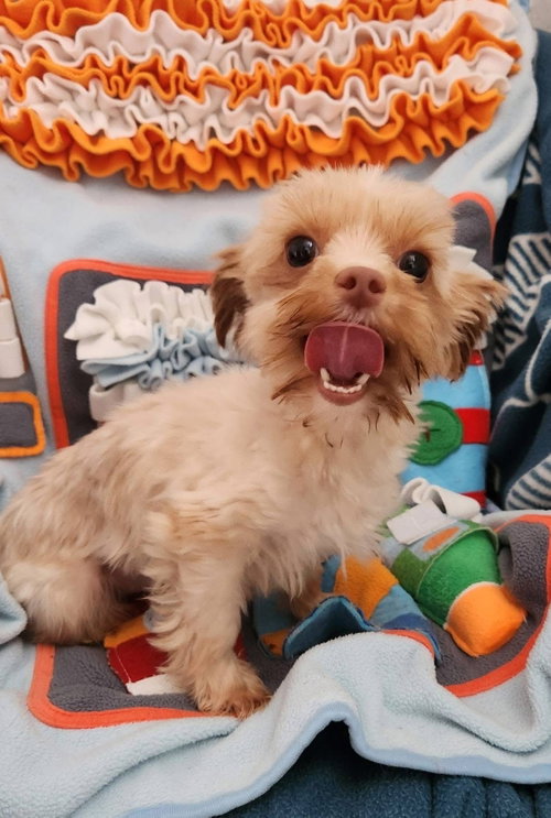 Goldie, an adoptable Maltese in Smithfield, PA