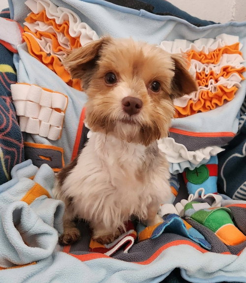 Raven, an adoptable Yorkshire Terrier Yorkie in Smithfield, PA