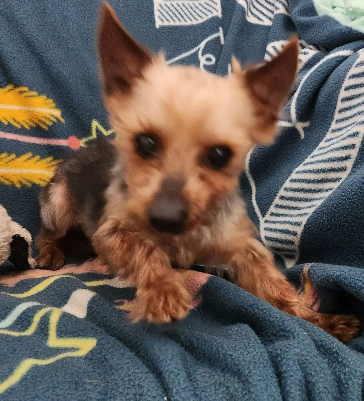 Ihsrper - Yorkshire Terrier Yorkie