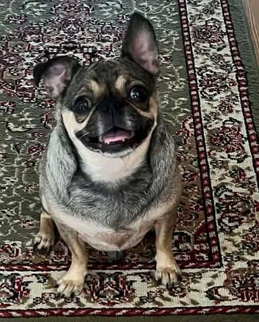 Pugsly