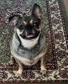 Pugsly
